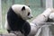 Fluffy Playful Panda Cub in Chongqing, China
