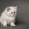 Fluffy playful white cat on a gray background Looks up and sideways