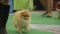 Fluffy Pomeranians training with owners at dog exhibition, purebred pet