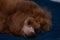 Fluffy poodle dog laying on the dark blue blanket