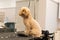 fluffy poodle in grooming salon after cutting with his wool on table cute smiling emotion of domestic pet