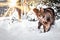 Fluffy powerful Maine Coon cat walks in a winter snowy sunny forest.