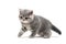 Fluffy purebred gray kitten on a white isolated background