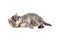 Fluffy purebred gray kitten on a white isolated background