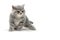 Fluffy purebred gray kitten on a white isolated background