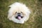 A fluffy purebred Pekingese dog looking up