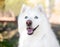 A fluffy purebred Samoyed dog with blue eyes