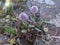 A fluffy purple miniature plant grows among the stones