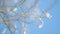 Fluffy pussy-willow buds ice covered bloom. Blue sky in background. Bokeh.