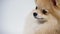 Fluffy pygmy Pomeranian Spitz lies in the studio on a gray background. Camera movement from the dog's front paws to his