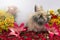 Fluffy Rabbit Easter Bunny With Vivid Colorful Roses, Lillies And Flowers