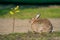 Fluffy Rabbit at RV Resort in Willow, Alaska