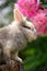 Fluffy Rabbit on Tree Stump