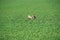 Fluffy rabbits jumping and playing in a green meadow