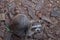 Fluffy raccoon with gray-brown fur and striped tail sitting on hind legs on pieces of dry bark and looking up from below