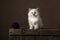 Fluffy ragdoll baby cat sitting on a wooden crate with a woolen ball in a classic still life setting