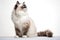 A fluffy ragdoll cat with blue eyes sitting on a table