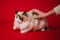 Fluffy Ragdoll cat on a red background. Hands stroking a cat