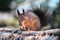 Fluffy Rare Red Squirrel Eating a Nut