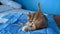 A fluffy red brown cat licking her fur for hygiene. Adorable kitty washing herself on a patchwork blanket on bed in room