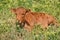 Fluffy red calf is sniffing yellow wild flowers