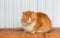 Fluffy red cat with closed eyes sitting on a bench