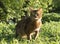 Fluffy red cat with green eyes Somali breed walks on green grass