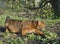 Fluffy red cat sneaks in the grass Somali breed