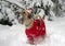 A fluffy red dog in a New Year's red suit poses in a snow-covered forest.