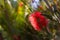 Fluffy red flower closeup. Scarlet bottlebrush or callistemon coccineus