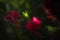 Fluffy red flowers closeup. Scarlet bottlebrush or callistemon coccineus