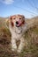 Fluffy red haired collie dog resting among dune grasses at Pouawa Beach, Gisborne, NZ