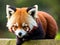 Fluffy Red Panda (Ailurus fulgens). Generative Ai