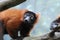 Fluffy Red Ruffed Lemur with Yellow Eyes