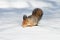 Fluffy red squirrel seeking seeds on the white snow in winter Park