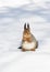 fluffy red squirrel seeking seeds on the white snow in winter Park