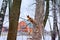 The fluffy red squirrel sits on a tree above the bird feeder. Central city park in the winter season