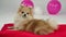 Fluffy redhaired pygmy Pomeranian Spitz lies on a red blanket in the studio with pink and white balloons on a gray