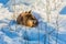 Fluffy redhead fox resting in the snow