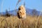 Fluffy reed or bulrush on a spring day.reedmace