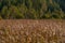 Fluffy reed ends and deciduous forest