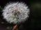 Fluffy ripe dandelion on a dark blurred background, macro