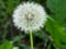 Fluffy ripe dandelion on a dark blurred background, macro