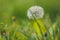 Fluffy ripe white dandelion growing in the grass on a blurred bokeh background close-up. copy space macro