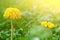 Fluffy ripe white dandelion growing in the grass on a blurred bokeh background close-up. copy space macro