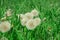 Fluffy round dandelions in the yard in the clearing. Spring concept