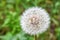 Fluffy round white dandelion flower with blurred background