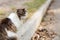 Fluffy sad alone street cat sitting on road on city street. Abandoned homeless pet outdoors