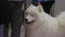 Fluffy samoyed dog patiently waiting for master on leash, cute domestic animal