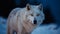 Fluffy Samoyed walks in snow, looking cute generated by AI